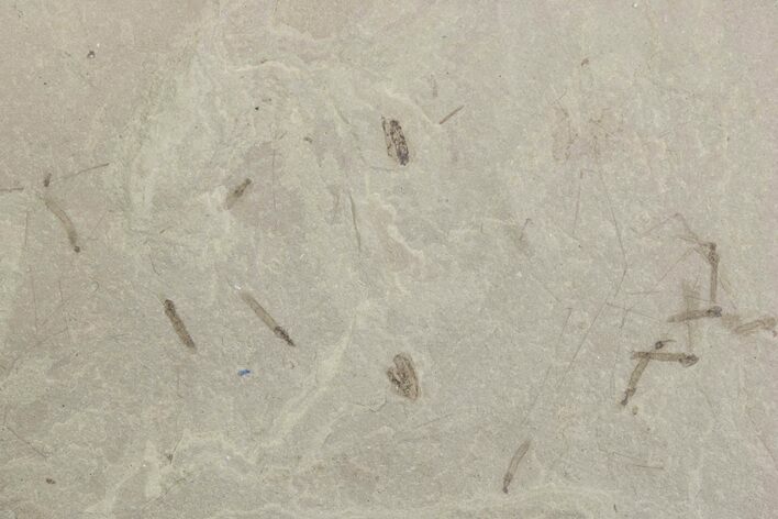 Crane Fly (Tipulidae) Mortality Plate - Green River Formation #377053